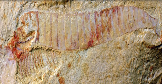 El origen del sistema nervioso