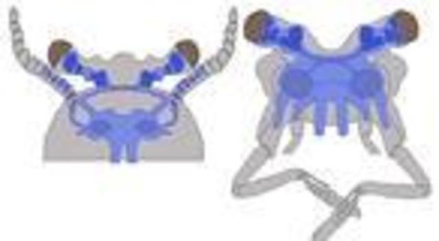 El primer cerebro complejo en la tierra