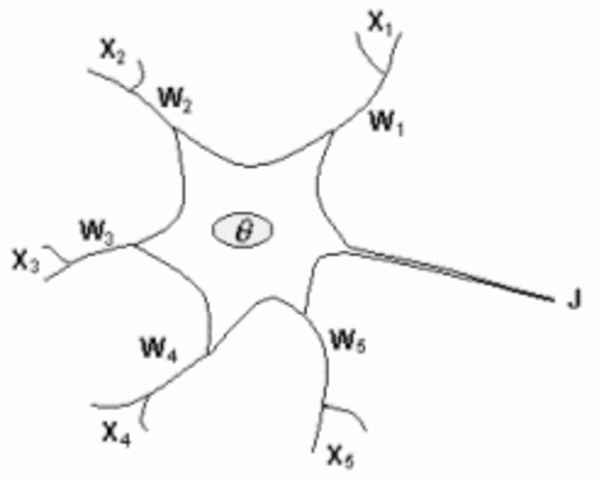 Las redes neuronales biológicas