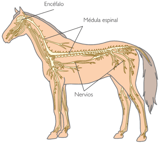 Sistema nervioso tubular