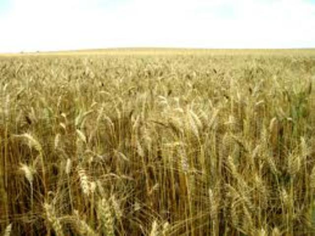 Beggining of the agricultural crisis: falling wheat production