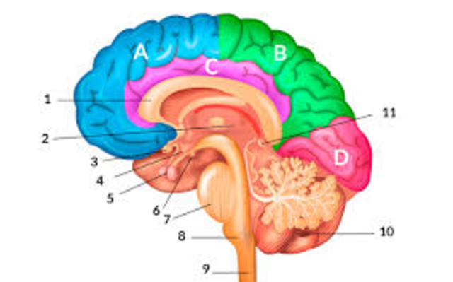 Porqué surgió el cerebro?