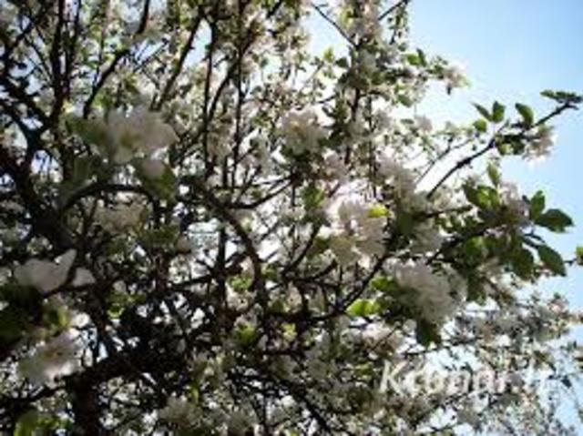 Koja Kojan su gamta!