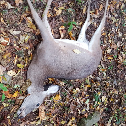 shot my first deer