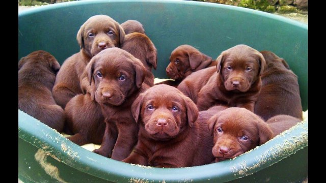 coco's puppies