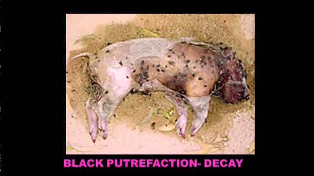 Black Putrefaction