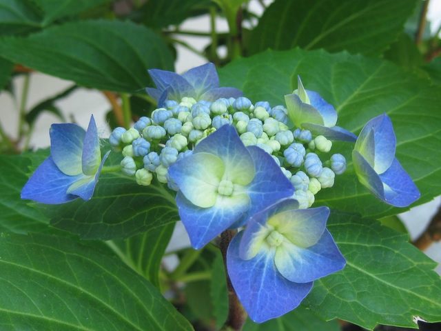 Multiplicación de Hortensia  (Hydrangea macrophylla)