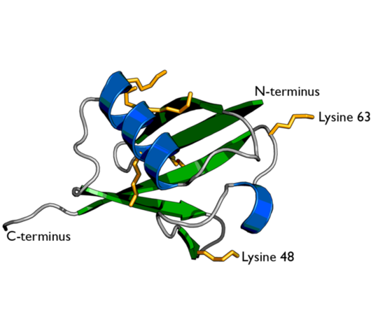 El Prion palabra acuñada por Stanley B. Prusiner