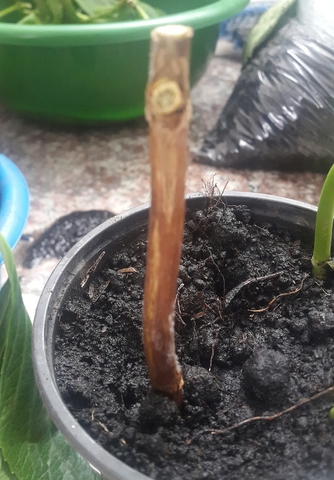 Siembra de los esquejes