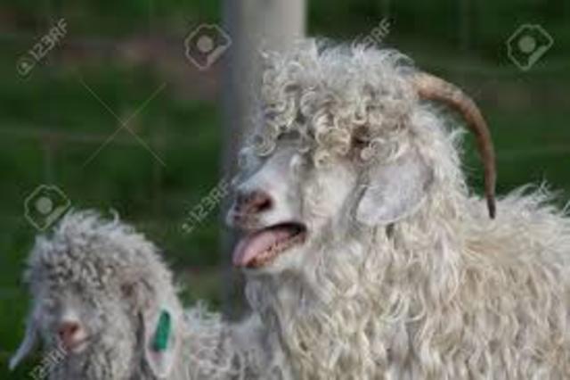 Did the Live Nativity at the Canton Lutheran Church