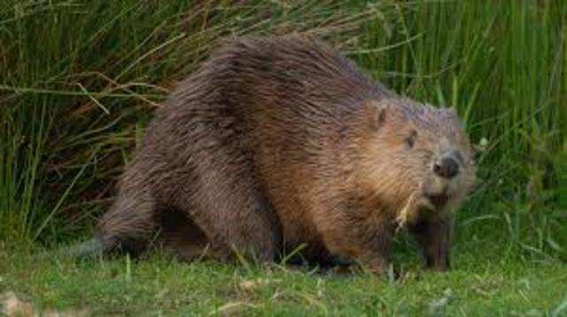 The beaver crisis