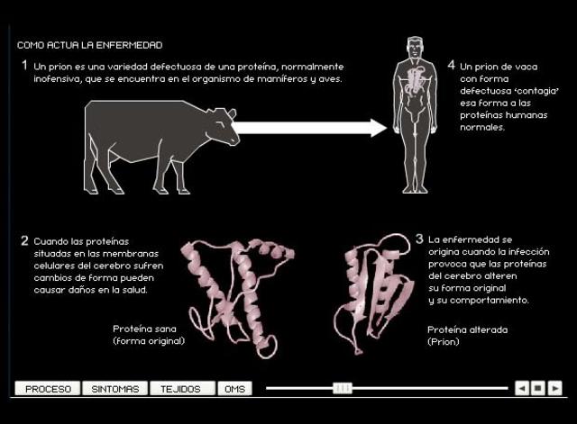 Encefalopatia espongiforme en VACAS