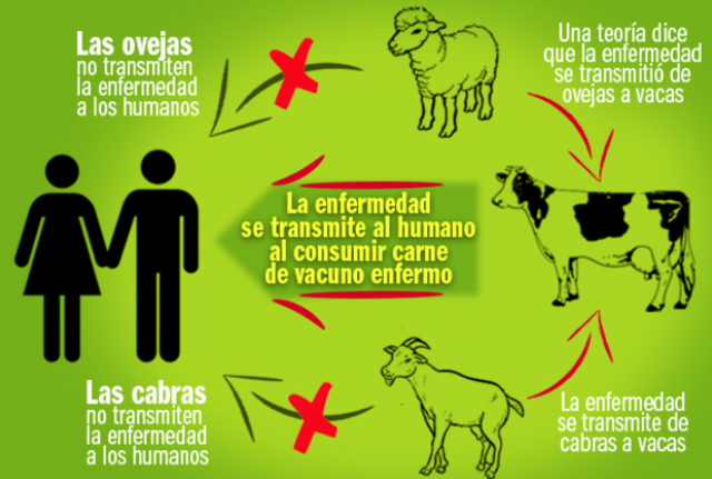 Caracteristica de la Encefalopatia Espongiforme Transmisible.