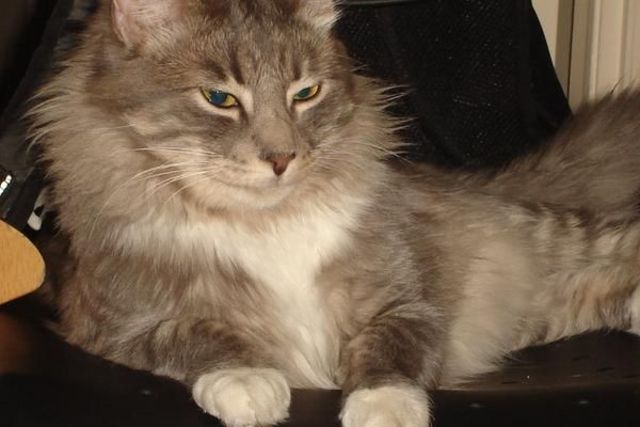 Yo ya yendo a los 12