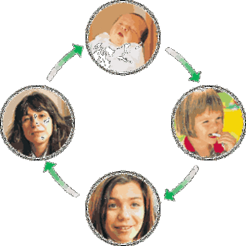 Etapas del desarrollo