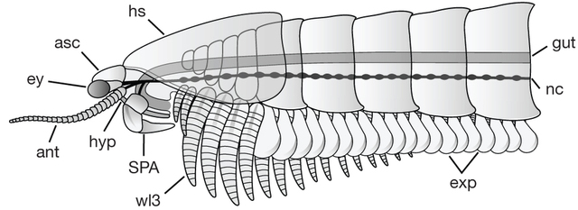 ¿Cuándo surgió el sistema nervioso? ¿En qué organismos?