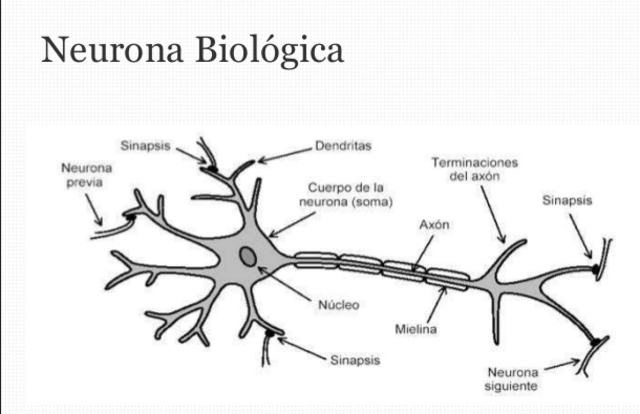 Redes neuronales biológicas
