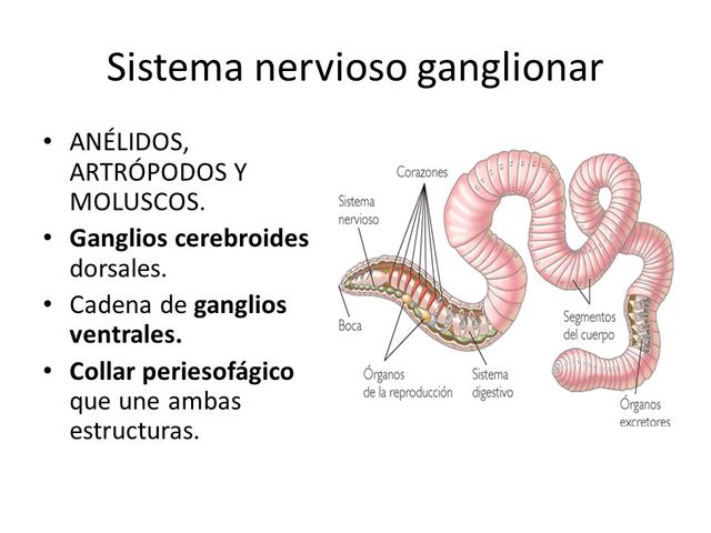 Sistema ganglionar