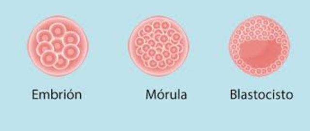 Formación del blastocito