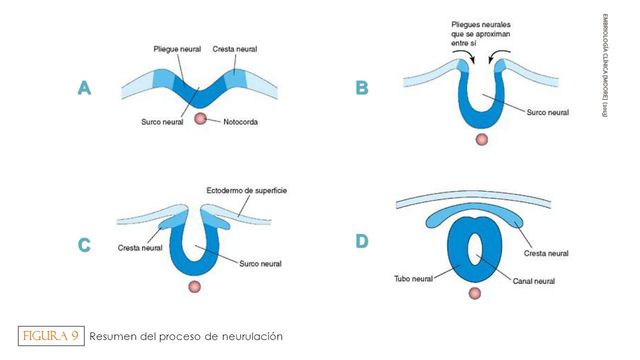 Características inducción,  neurulización (o neurulación)