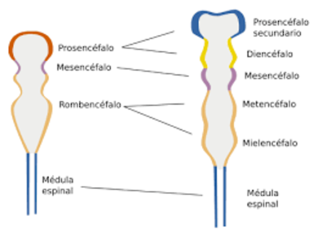 Formación de vesículas primarias