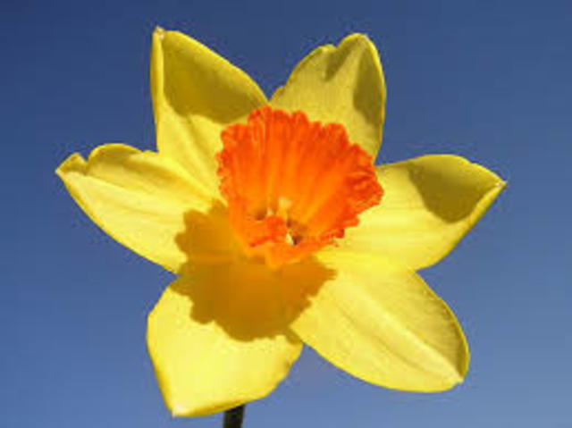 Daffodil Day