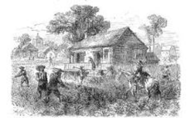 First successful tobacco crop was grown