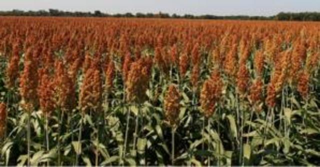 Se fundan asociaciones conservacionistas de Sierra Ciclo