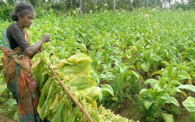 Tobacco was shipped along the Middle Passage of Columbian Exchange