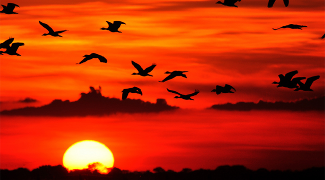 Llanos orientales Colombianos
