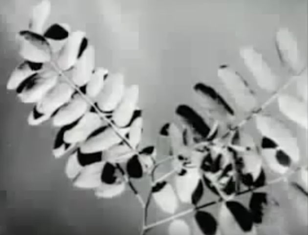 Hans Richter - Ghosts Before Breakfast