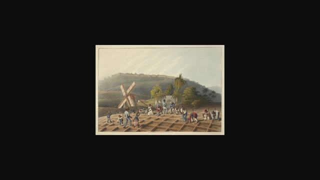 Southern Colonies Use Slaves on Plantations