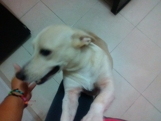 Un Nuevo Integrante En Casa