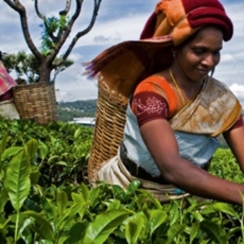 Fair trade associations