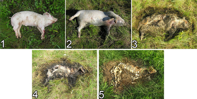 Green Skin and Smell