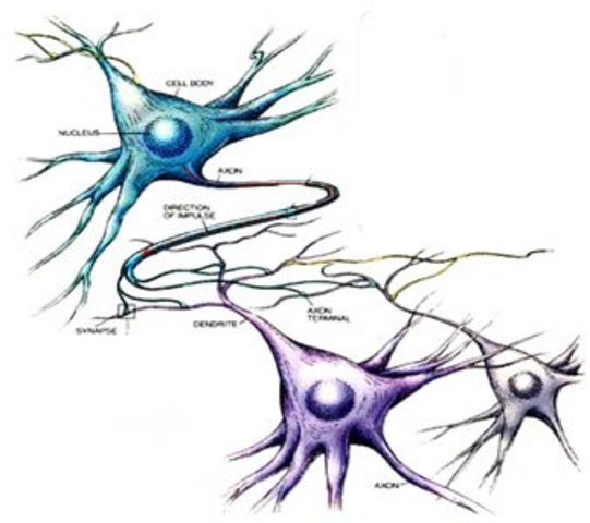 Características organización I