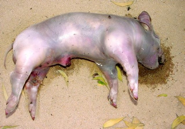 Bloating and Close to Bones