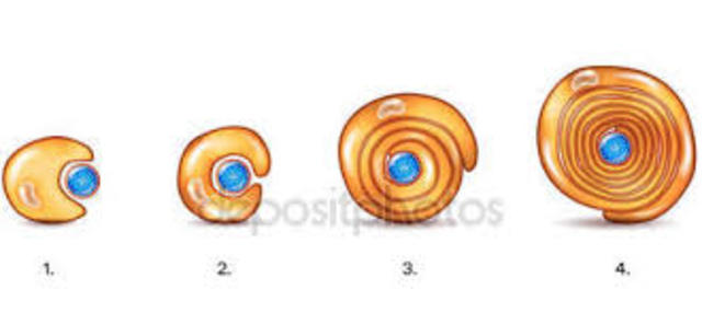 Características mielinización