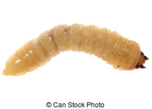 1-2 days after death