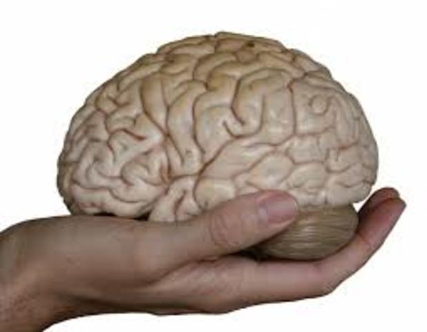 Brain and Hands