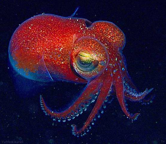 Kambriska explotionen!