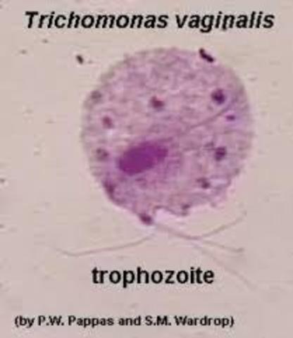 Provoca la enfermedad de Trichomoniasis
