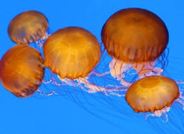 Surgimiento del Sistema Nervioso