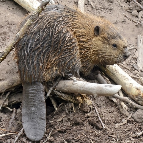 Beaver Crisis