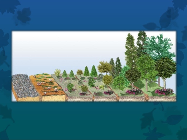 Sucesión Ecológica Primaria