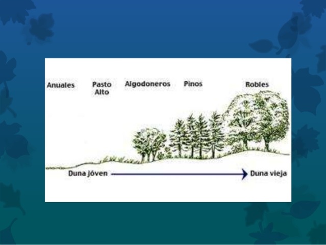 SUCESIÓN ECOLÓGICA SECUNDARIA.