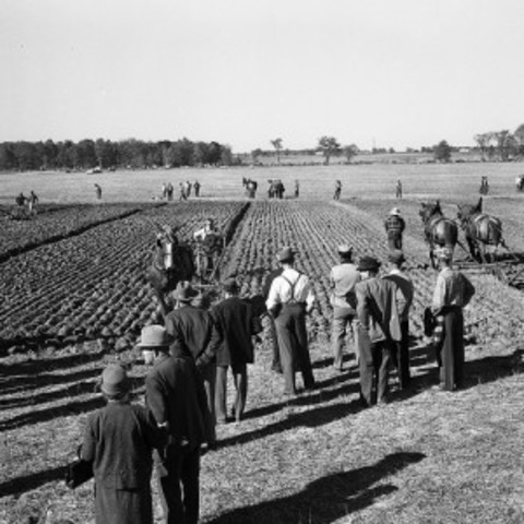 Rise in Wheat in Canada
