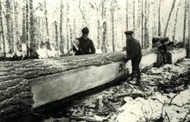 The timber trade