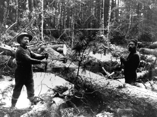 Consequences of Timber development