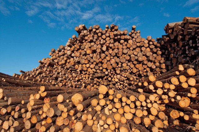 Rise in Demand for Timber